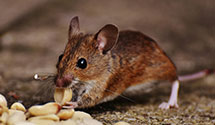 24 Hour & Emergency Exterminators in Cape Coral, FL